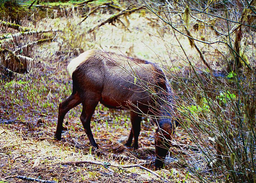 "That the closest I've ever seen anyone get to an elk," said the ranger, after scolding me for getting so close.